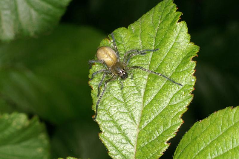 Cheiracanthium_erraticum_D5011_Z_91_Les Gris_Frankrijk.jpg